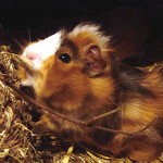 Abyssinian Cavy Breed