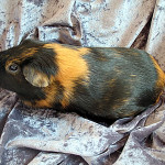 American Cavy Breed