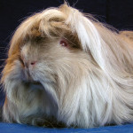 Peruvian cavy breed