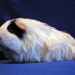 Silkie cavy breed