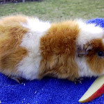 Somali cavy breed