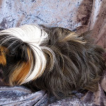 Angora Cavy Breed