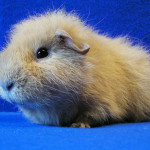 ch-teddy cavy breed