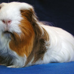 Coronet Cavy Breed