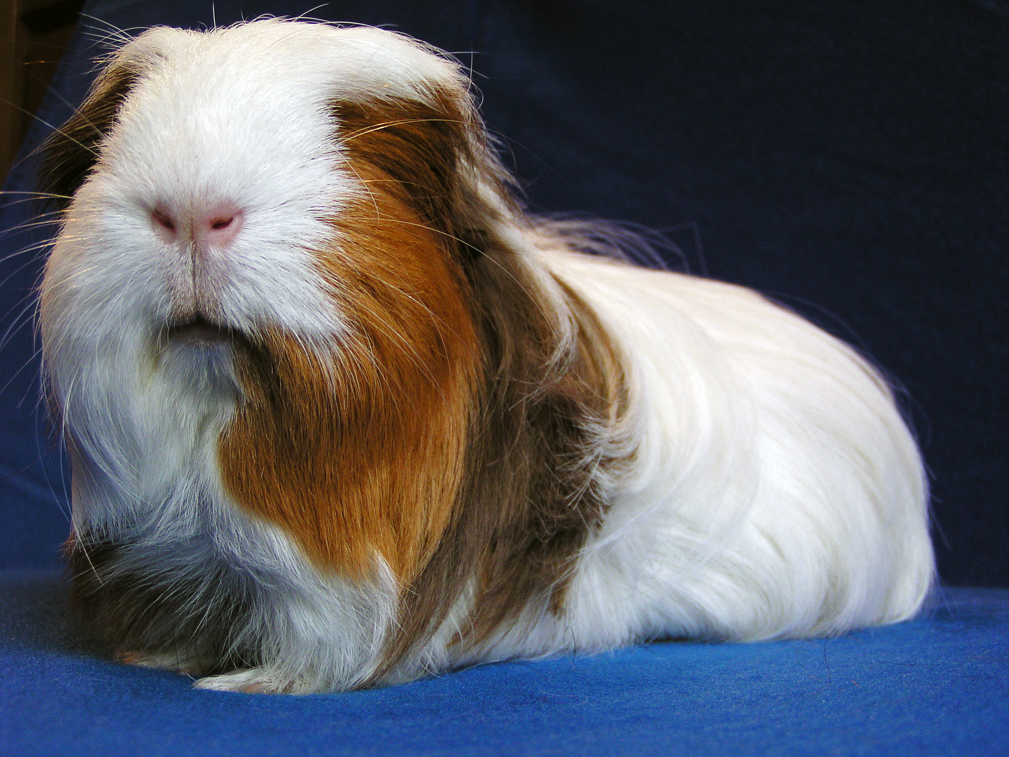 guinea pig long hair breeds