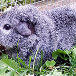 curly cavy breed