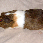 Cuy cavy breed