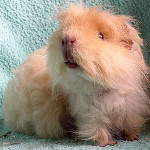 Merino Cavy Breed