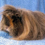 Mohair cavy