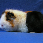 Rex cavy breed