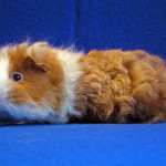 Texel cavy breed