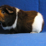 us teddy cavy breed