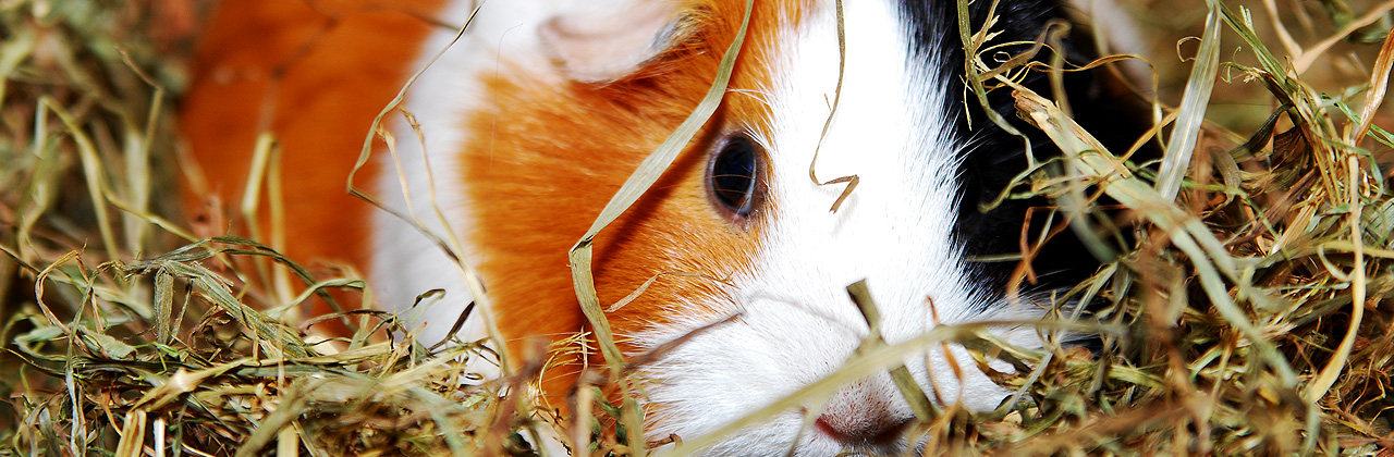 Guinea Pig