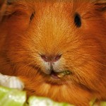 Feeding guinea pigs