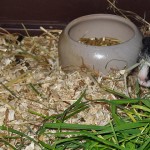 Guinea Pig babys