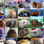 Guinea Pig genetics