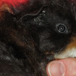 Guinea Pig grooming