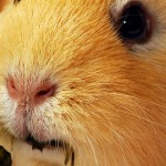 Hand feeding of Guinea Pigs