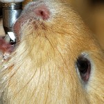 Water for Guinea Pigs