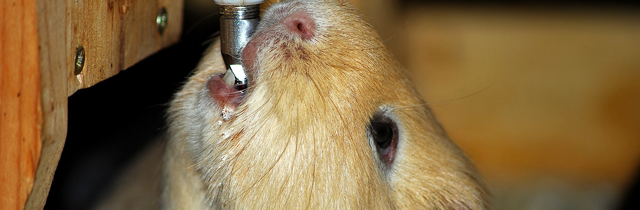 Guinea Pigs and water