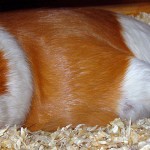 Keeping guinea pigs