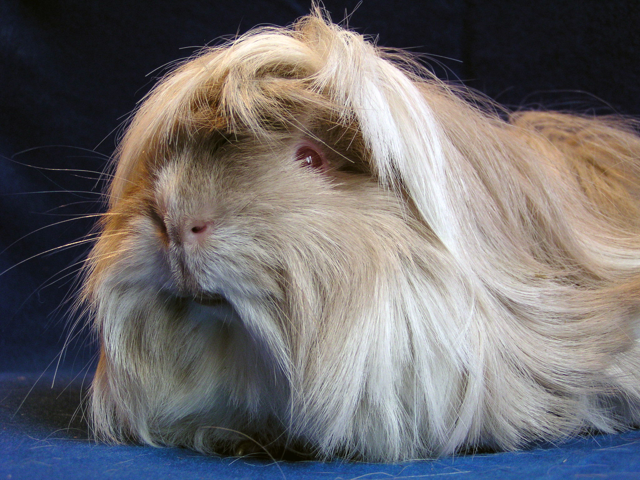 Peruvian cavy breed