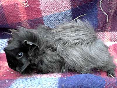 Peruvian Short-Haired Breed