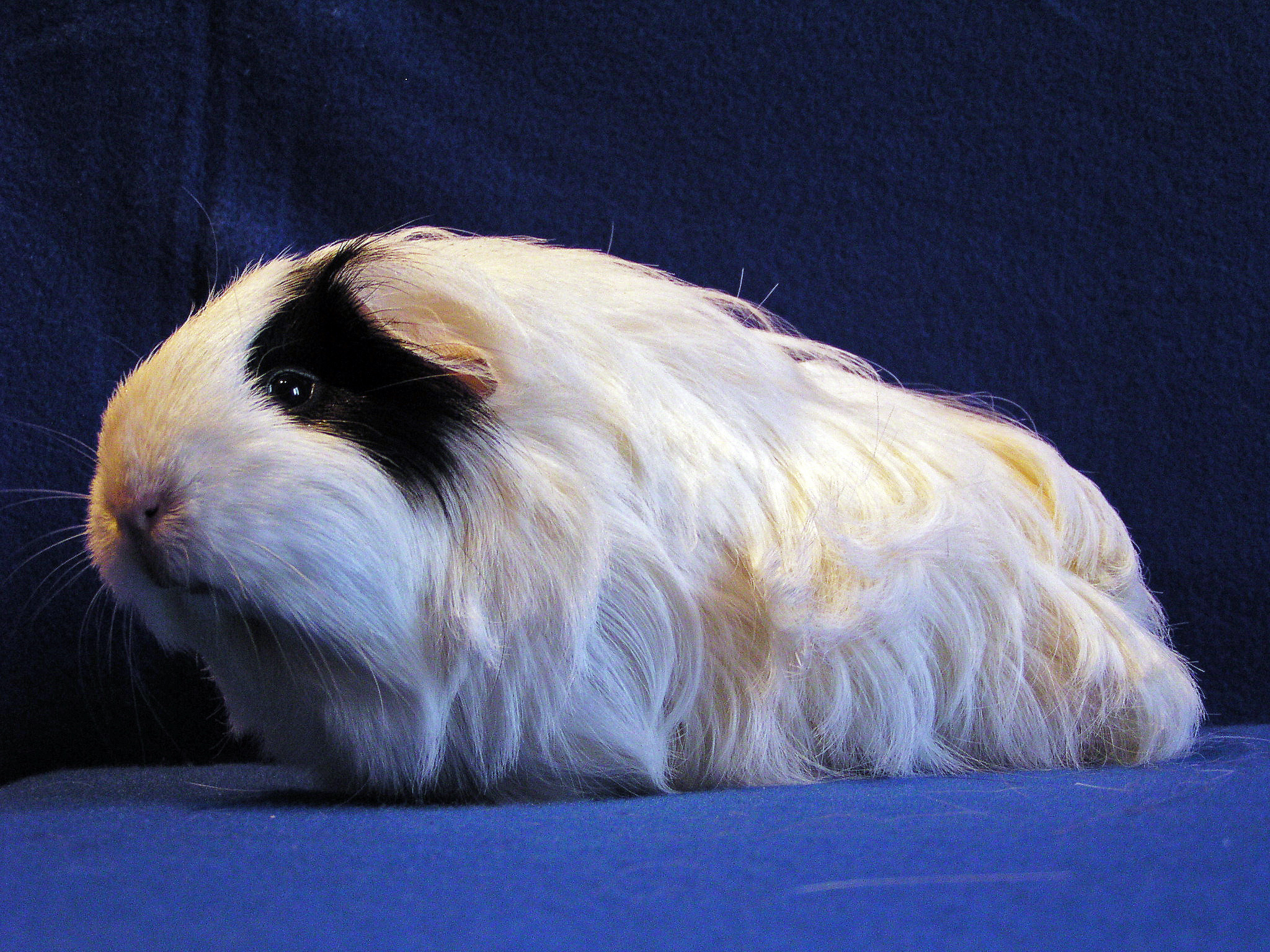 Silkie cavy breed