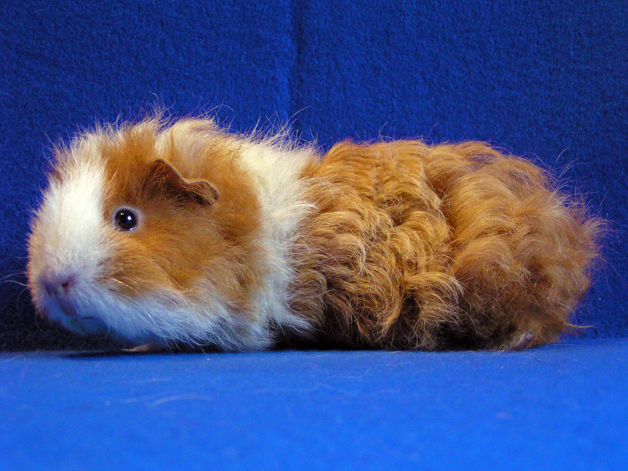 Texel cavy breed