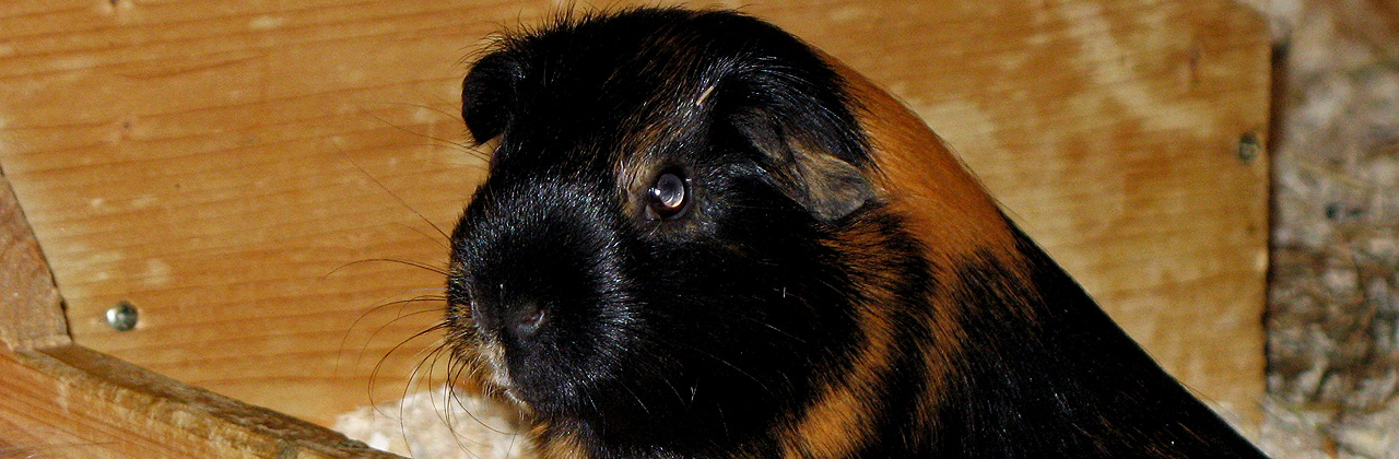 Guinea pig cage