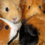 Guinea Pigs are pack animals an need company