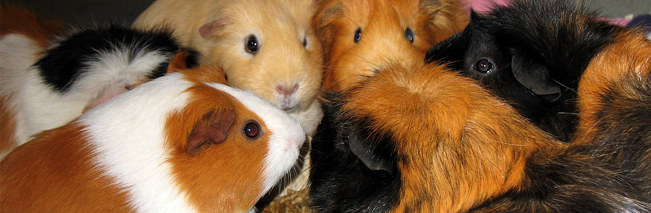 Guinea Pigs are herd animals