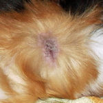 Mites at Guinea Pigs fur