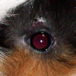 Mites at Guinea Pig eye