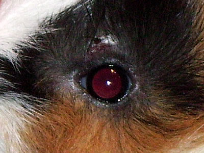 How to remove parasites like mites, lice, fleas at Guinea Pigs' fur