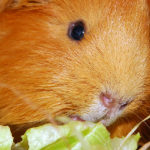 The pros and cons about Guinea Pigs