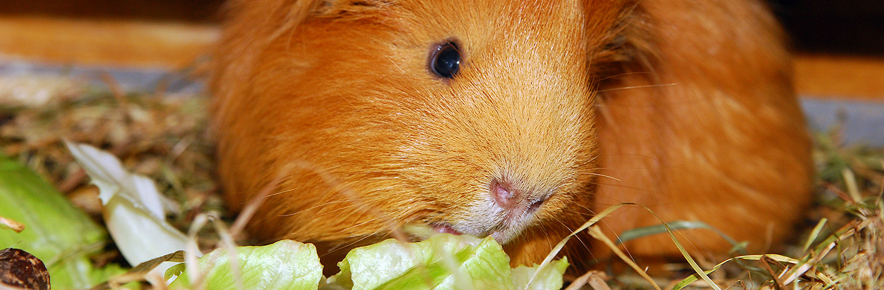 Pros and cons about Guinea Pigs