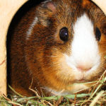 Guinea Pigs as pets for childs?