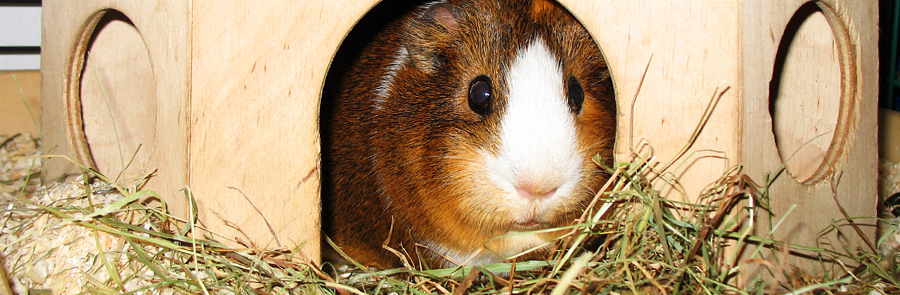 Guinea Pigs - best buddies for children?