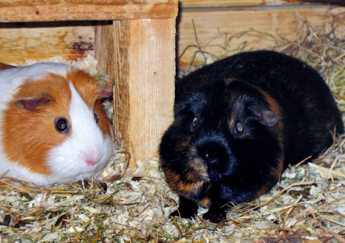 Social interacting Guinea Pigs - no cuddleing, no licking - always on short distance